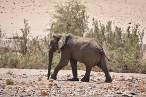 Elefant im Huab